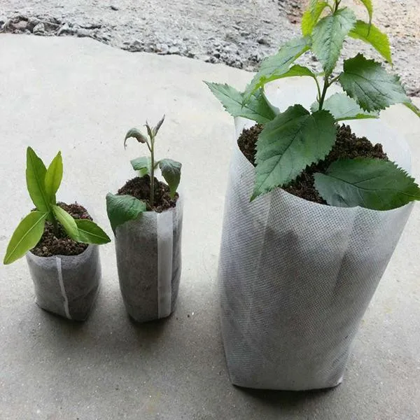 agriculture  pp spun bond fabric spun lace fabric non woven fabric for green house and  straw berry protective bag