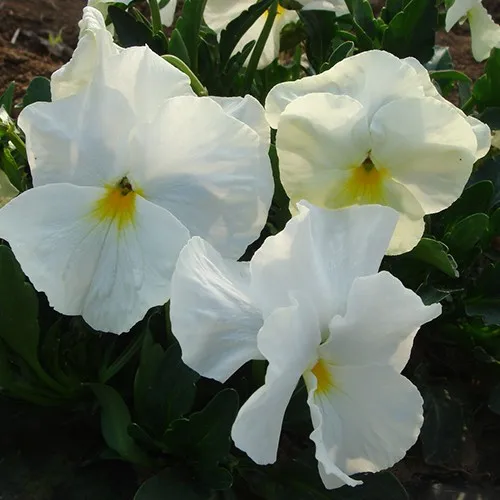 Национальный цветок Исландии и Польши, парк диких цветов, семена Панси