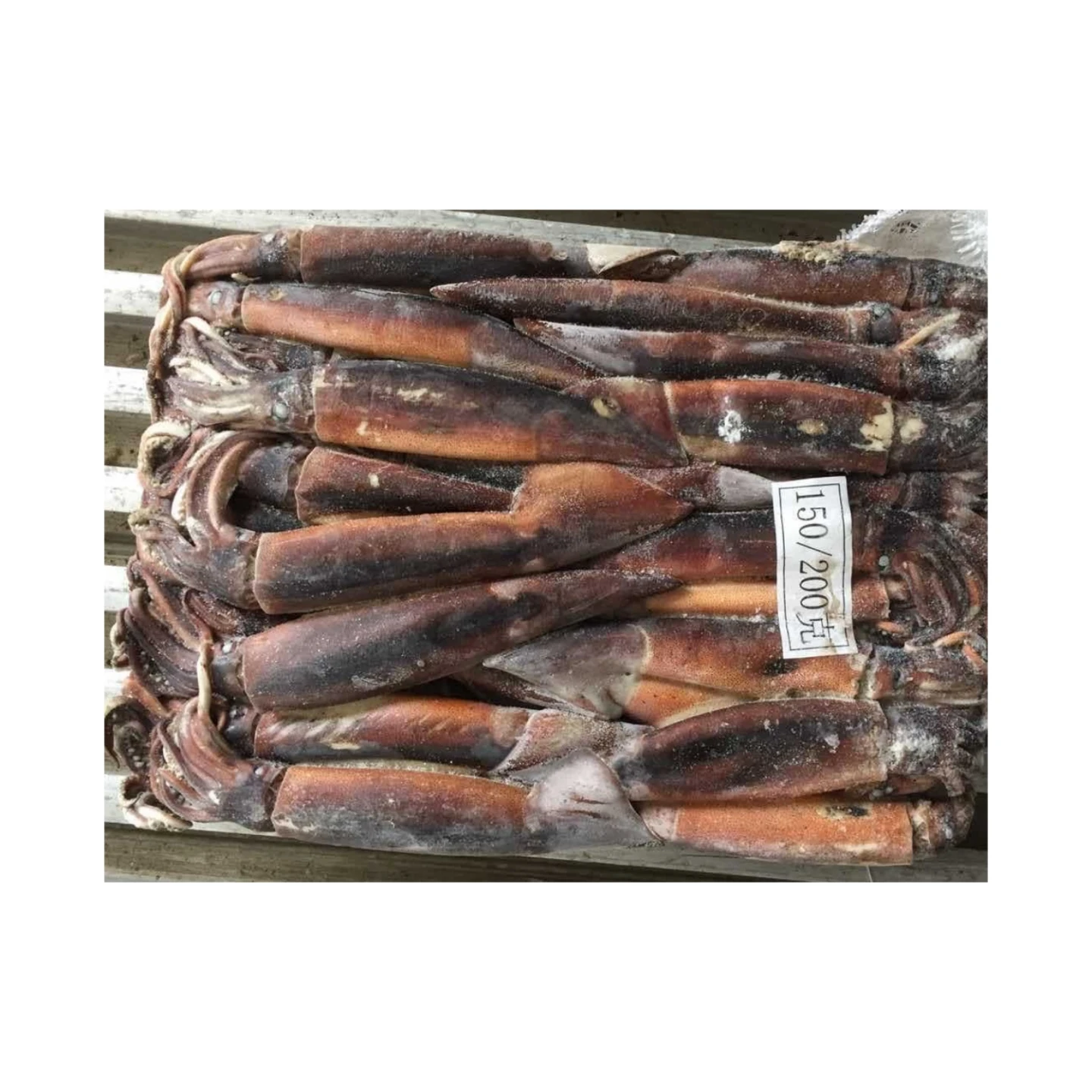 Whole Round Squid Export Frozen Illex Squid SANFENG SEAFOOD BQF Argentina Squid Wholesale
