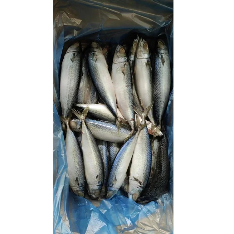 Norway Frozen Horse Mackerel /Pacific/Indian/Atlantic Mackerel Fish