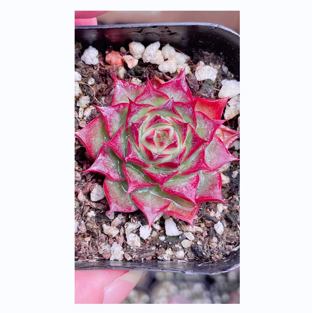 Indoor Plant Perennial Succulent Plants