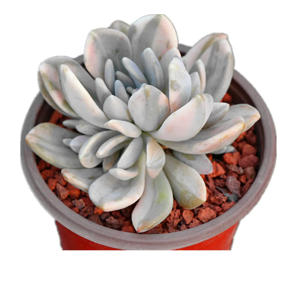 Hot selling  home decoration pachyveria pachytoides variegated succulent cactus live plants