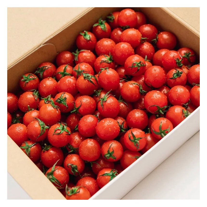 Bulk delicious flavor tomatoes production japanese green house tomato and other tomato  products