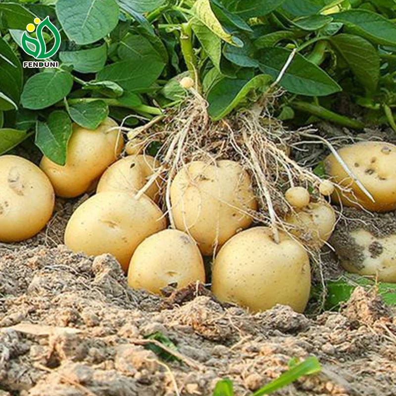 CHINA SUPPLIERS OF POTATOES,Buy potatoes from China wholesalers and exporters find potatoes