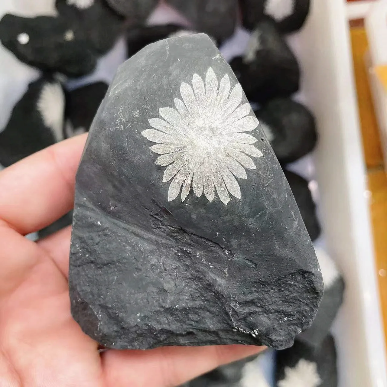Wholesale Natural Raw stone Crystal Specimen Stone Rough Chrysanthemum Stone For Decoration