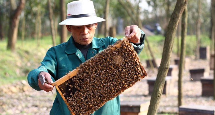 Hot Sale Pure Natural Mature polyflora Honey