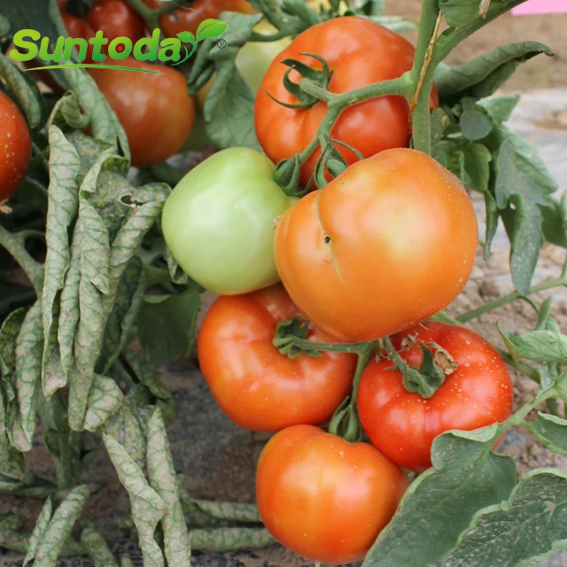 
Red vegetable hybrid israel tomato seeds 