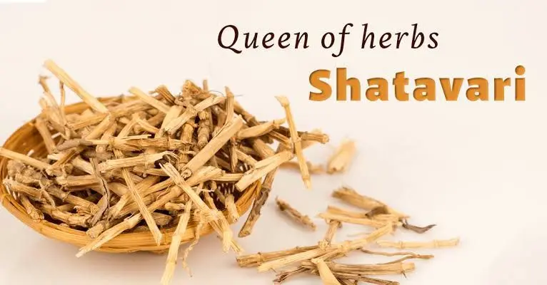 Private Label OEM Service Organic Shatavari Herb at Cheap Price