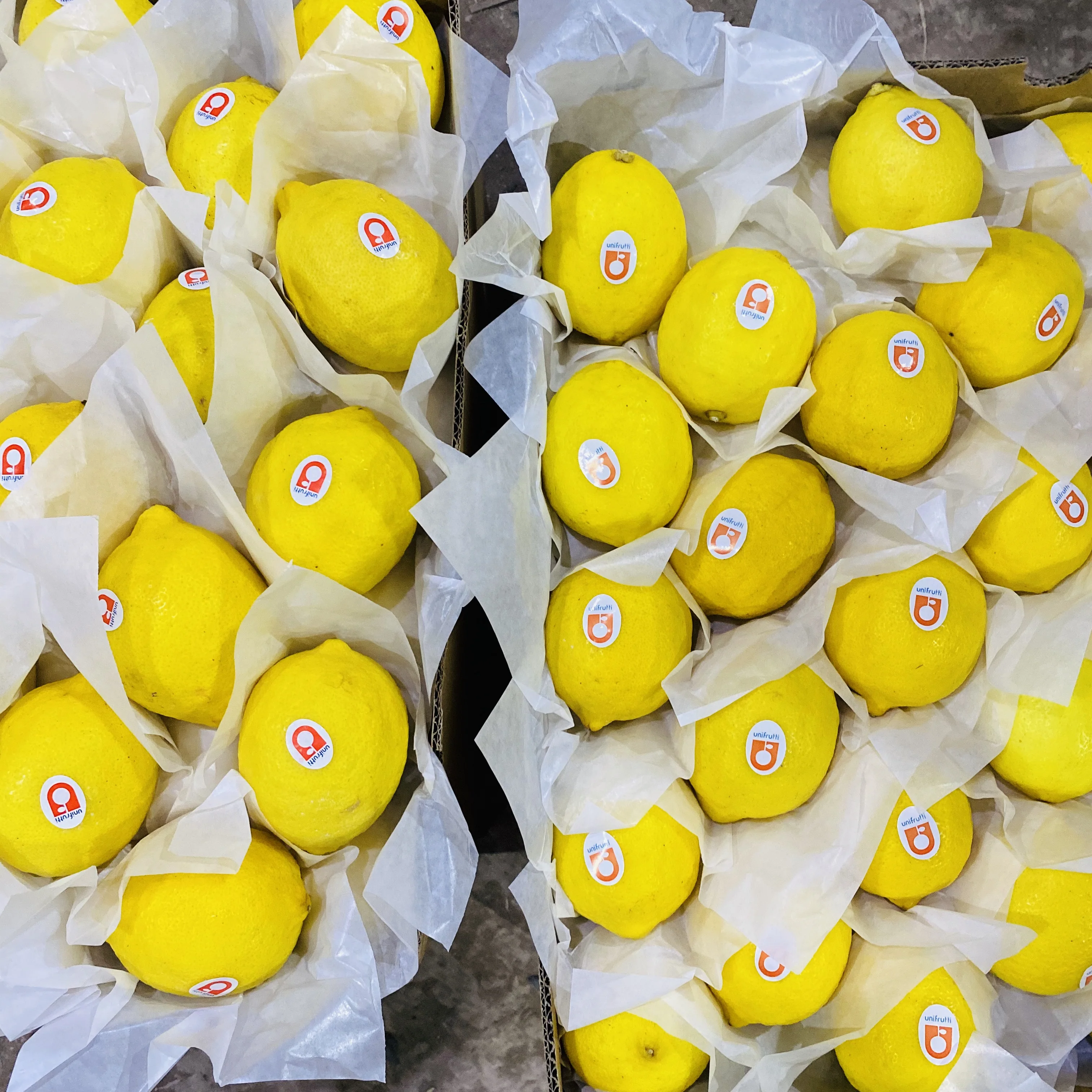 Fresh Eureka lemon from CHINA