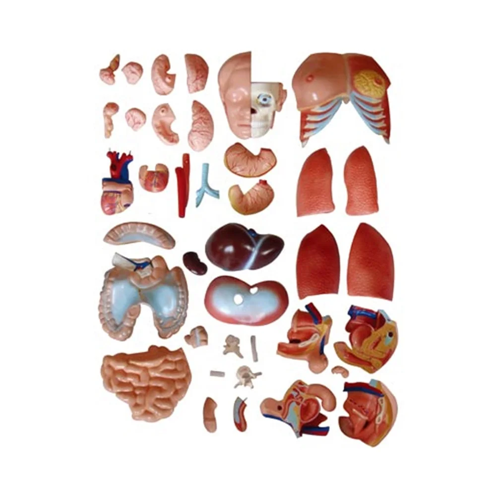 XC-208 Human Torso Model 85CM Dual Sex Torso 40 Parts