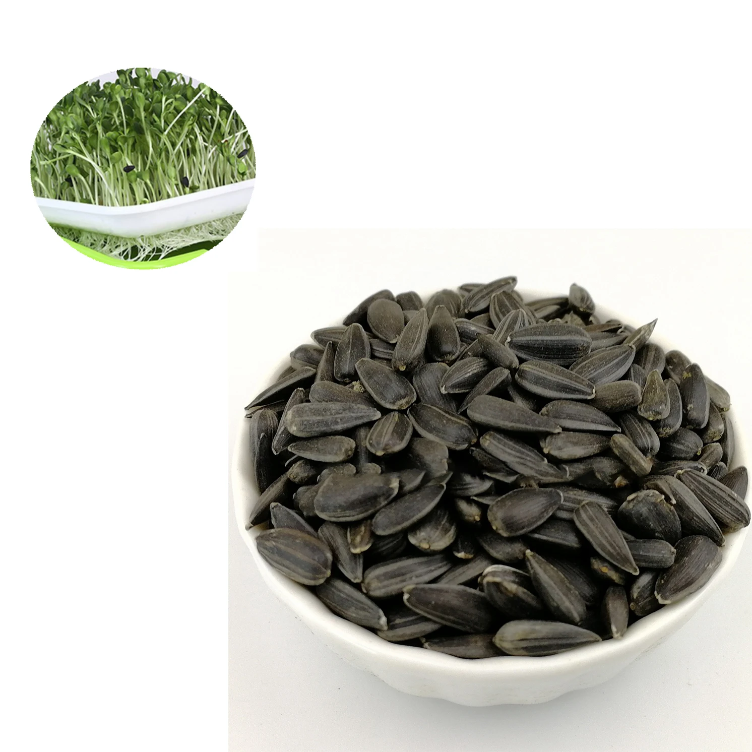 2021 wholesale high quality microgreen/microgreen seeds Black Oil Sunflower vegetables seeds