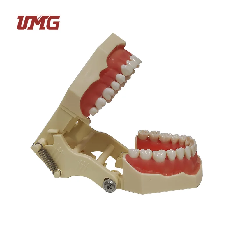 Dental Teaching Supply Cosmetic Dentistry Large Teeth Model