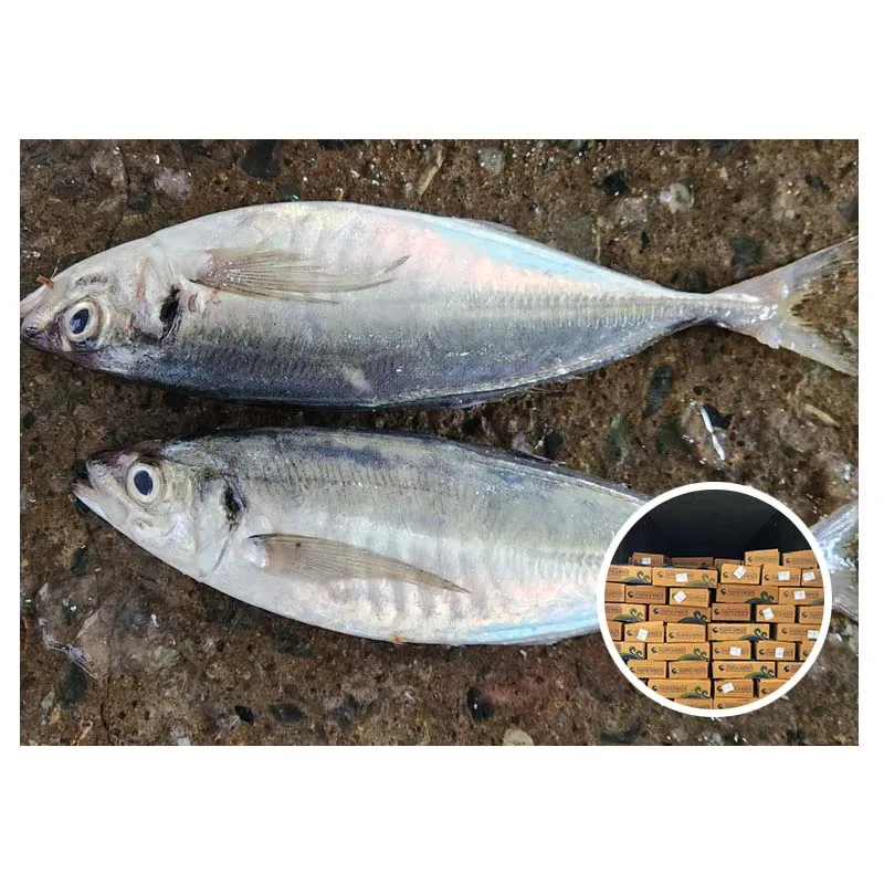 Frozen Whole Round Mackerel Price Korean Wholesaler Promotion Sale Stable Sale Of Frozen Horse Mackerel