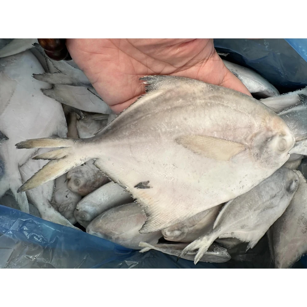 Frozen white pomfret fish white pompano white chinese pomfret frozen silver pomfret fish