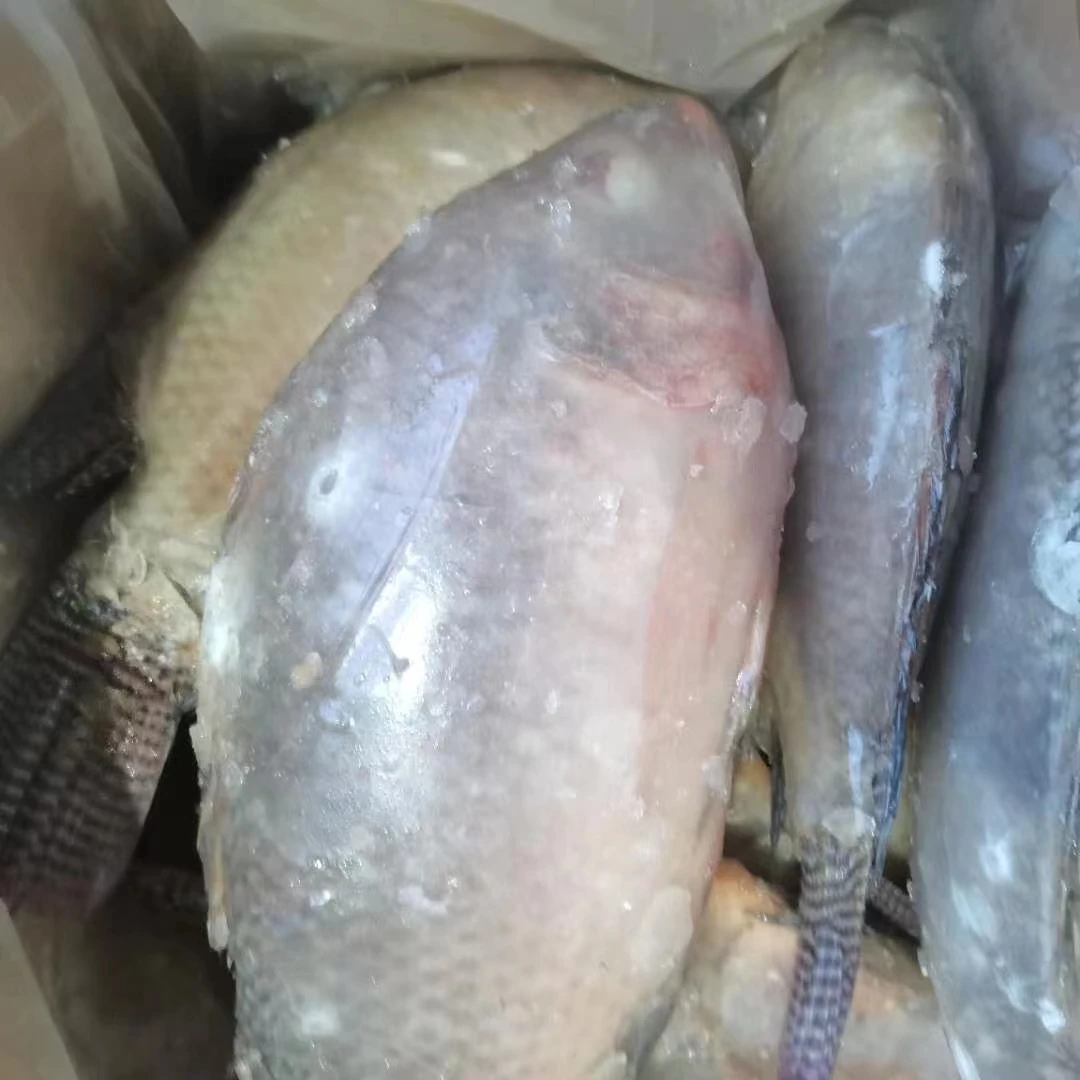 live fish tilapia wholesale frozen whole round black tilapia fish
