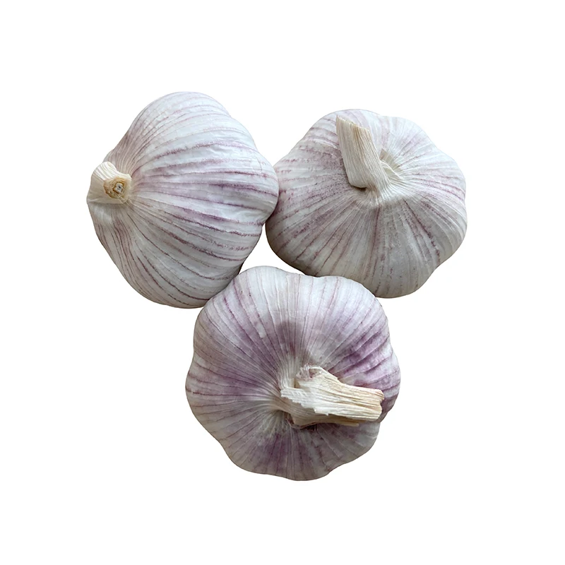 Fresh Garlic for Wholesale in Bulk/ Fresh Normal White Garlic China Garlic Harvest
