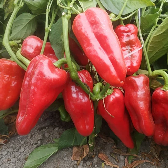 
China Non-GMO Hybrid F1 Red Sweet Pepper Seed Capsicum Vegetable Seed 