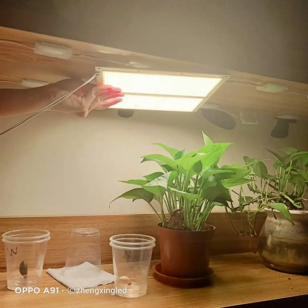 LED COB MODULE 200mm * 200mm CRI95 4000k 10000lm  Customizable Large Base Plate Grow Light Plant Lamp With Glass Glue for Plant