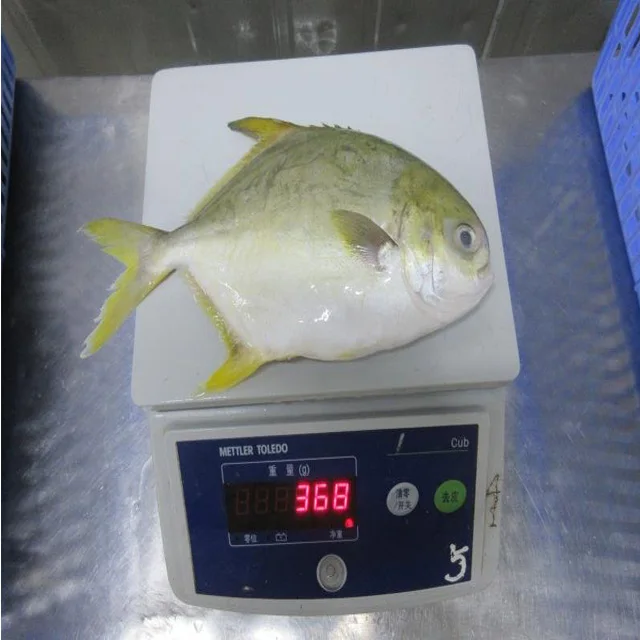 Frozen golden pomfret  Golden Pompano salable in market