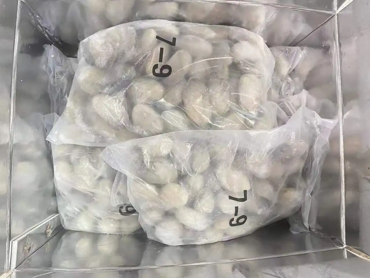 New Season Frozen Oyster Meat Shell-Off Cooked Oyster Meat Premium Oyster Product