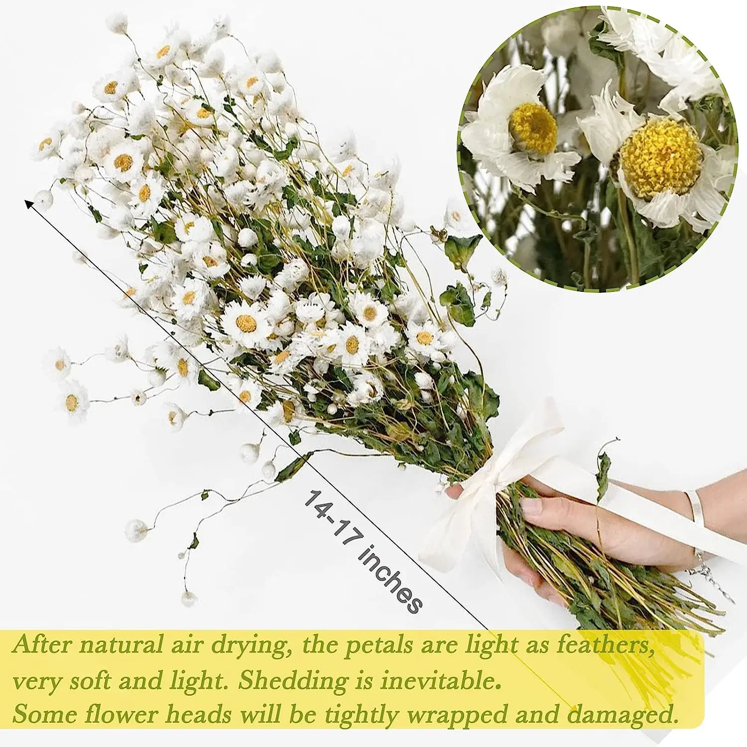 Dried Daisy White Flowers Real Chrysanthemum Rhodanthe Daisies Flower Head Length 17' Gerber Daisies for vase Bouquet
