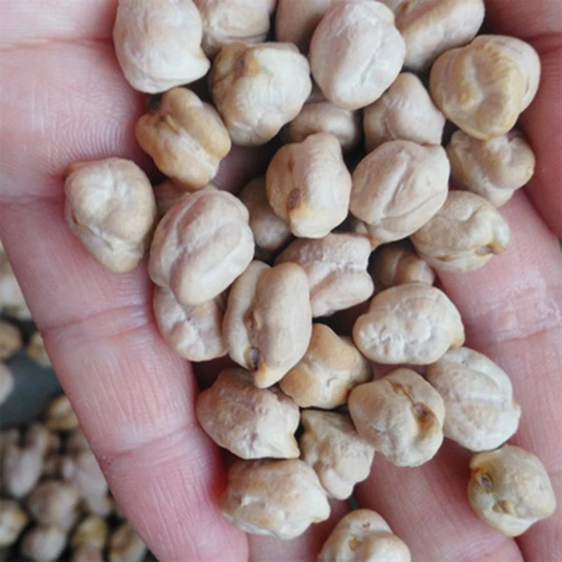 White dried kabuli chickpeas 7mm 8mm 9mm 10mm 11mm 12mm for sale