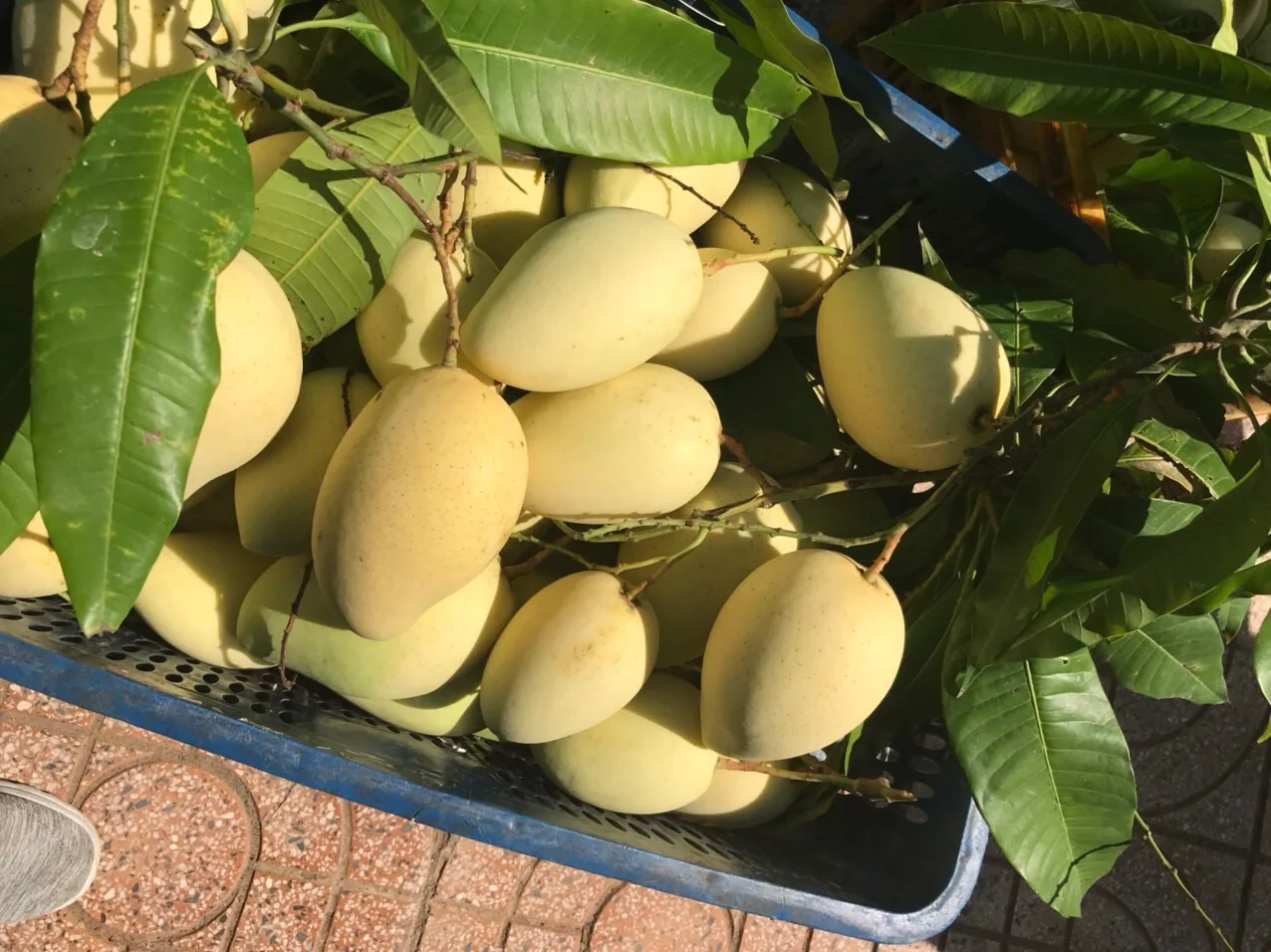 Cat Chu Mango Fresh Fruit Best Price For Export Low MOQ Top Quality Brand Manufacturer Supplier Custom Logo Package