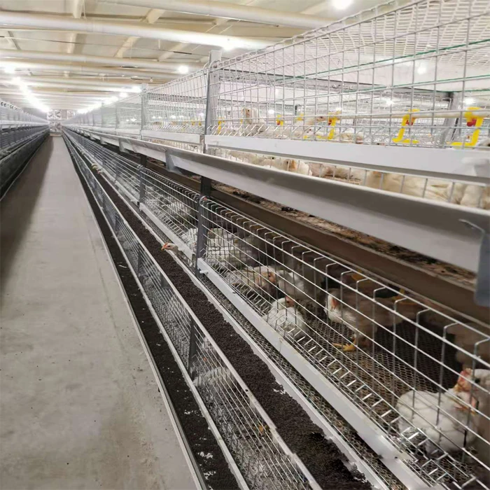 Full automatic broiler chicken coop with poultry equipment for poultry husbandry