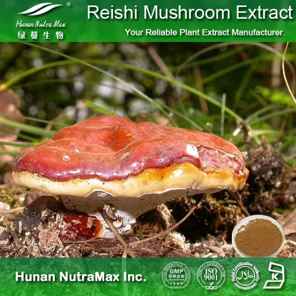 Reishi Mushroom Shell-broken Spore Powder 98% Wall-breaking