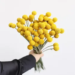 mini pampas dried flower whisk dry flower bouquet thailand