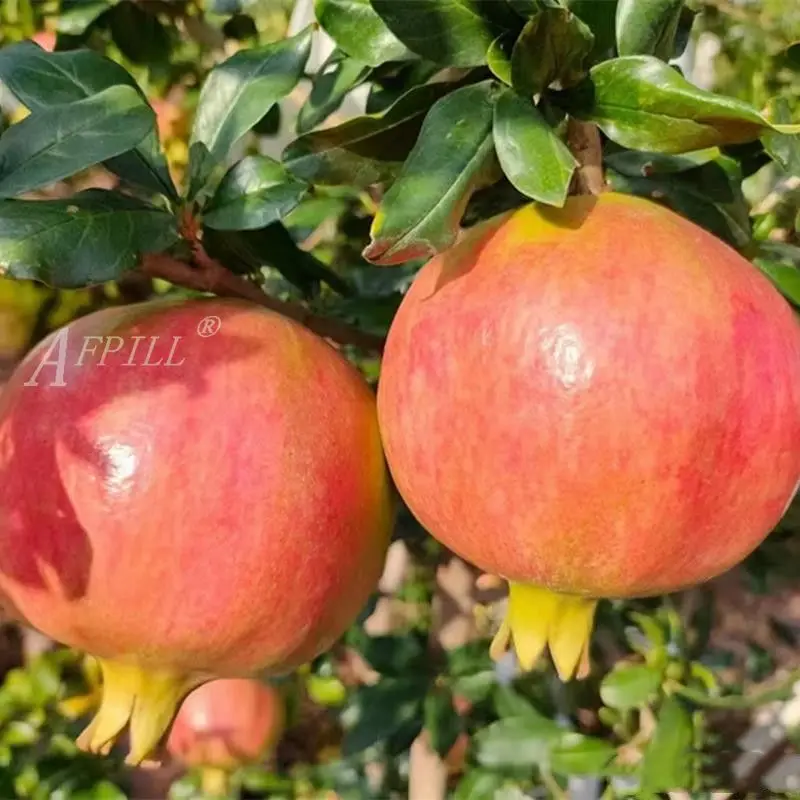 2022 fresh pomegranate  rich in nutritional value  professional planting technology  manual picking Fresh delivery