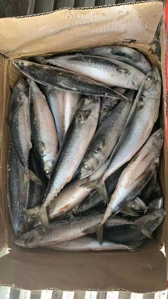 Frozen mackerel saba fish whole round seafrozen 300/500