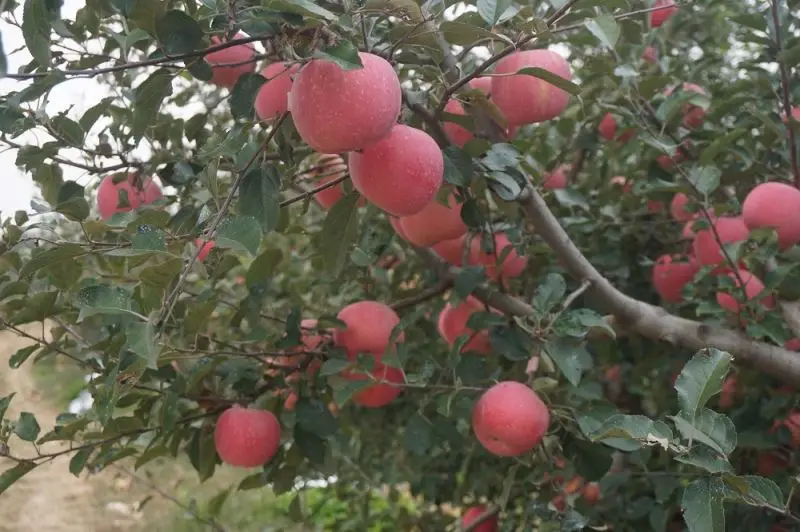 Factory Supply Sweet And Delicious Poland Fruits Red Fuji Apple