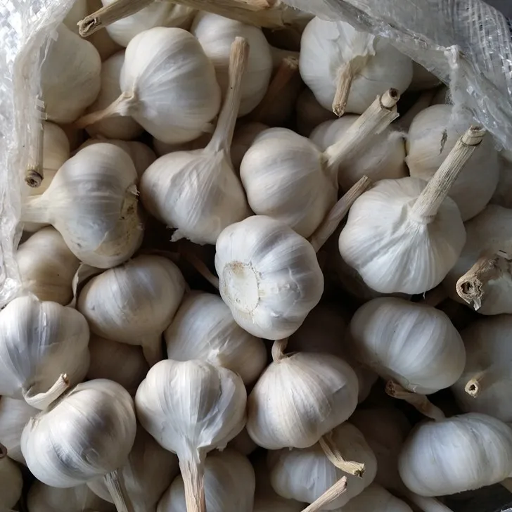Fresh Garlic Price Bulk Garlic for Sale Garlic from China Factory Pure White Style Packing  good quality