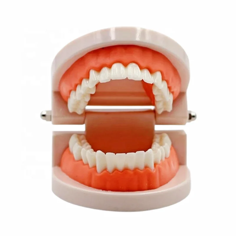 Best Deals Medical Dental Kids Tooth Models Small Removable Model Teeth for Teaching