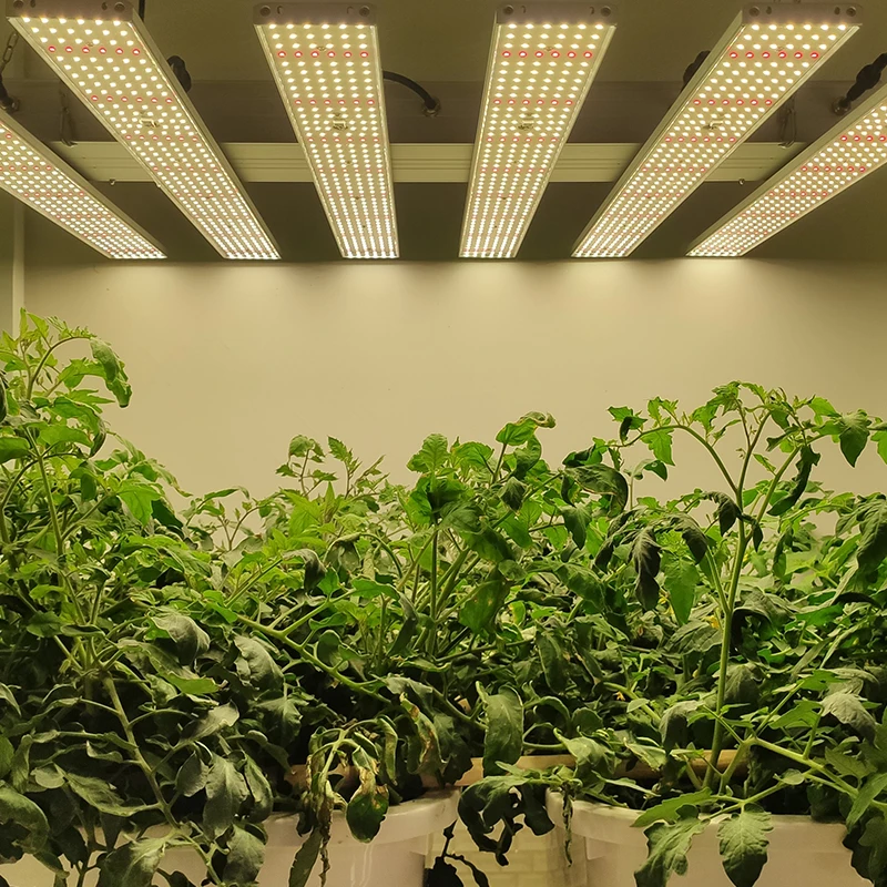 2ft 4ft lm301b lm301h indoor led grow lighting commercial growing full spectrum led grow light for Medical Farm