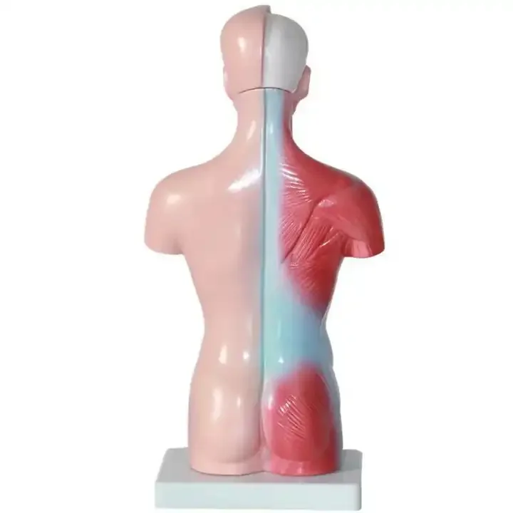 Medical teaching AIDS Bone 28CM human trunk model Human internal organs anatomical model