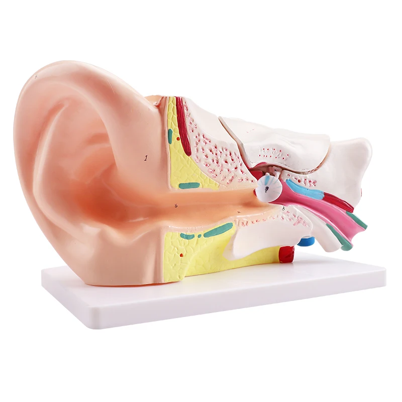 Anatomy Model Educational Anatomy Models For Medical Students Ear Anatomy Model