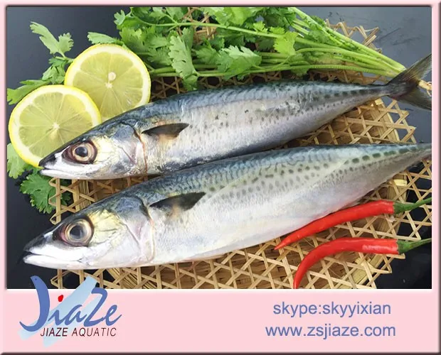 
Frozen seafood Mackerel fresh scomber japonicus frozen pacific fish 