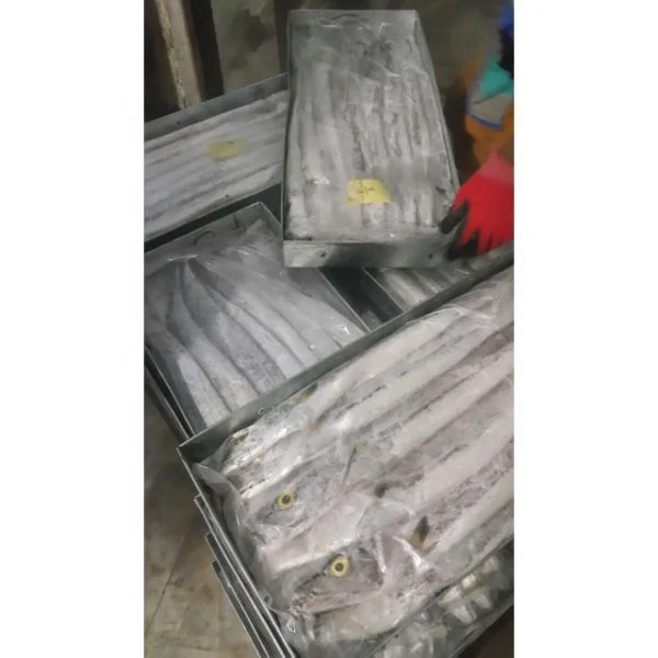 Factory Processed Hairtail Fish/Best Quality Ribbon Fish