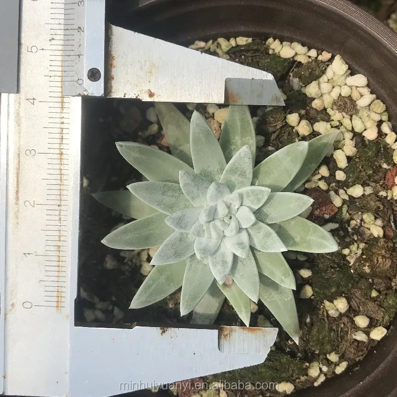  Живые суккуленты Echeveria Dudleya greenei оптовая продажа настоящие растения 1 5 экзерофиты для