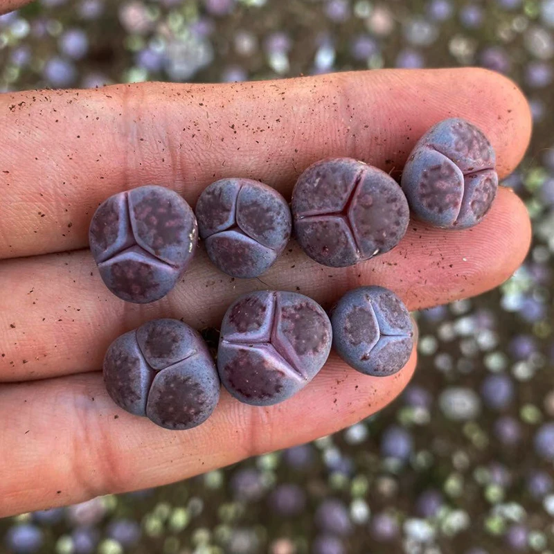 
ben z lithops seeds wholesale natural plants kiku lithops livling succulent 