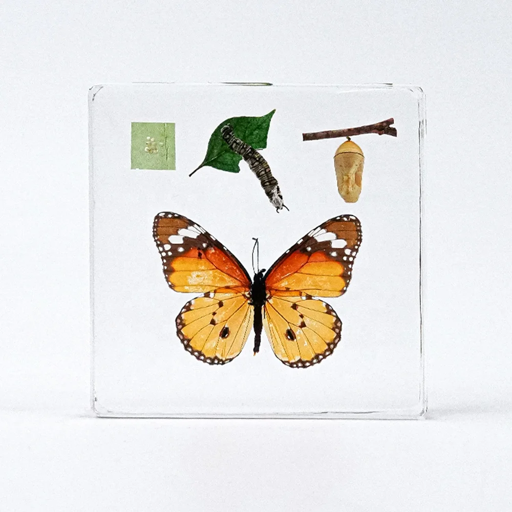 Educational Supply Real Insect Paperweight Taxidermy specimen In resin Biological Model Teaching Aid honey bee resin