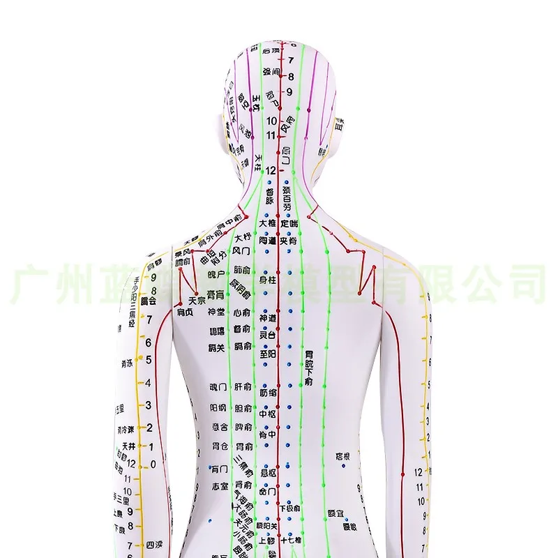 Acupuncture and moxibustion points of human body model Massage teaching  60cm man body model