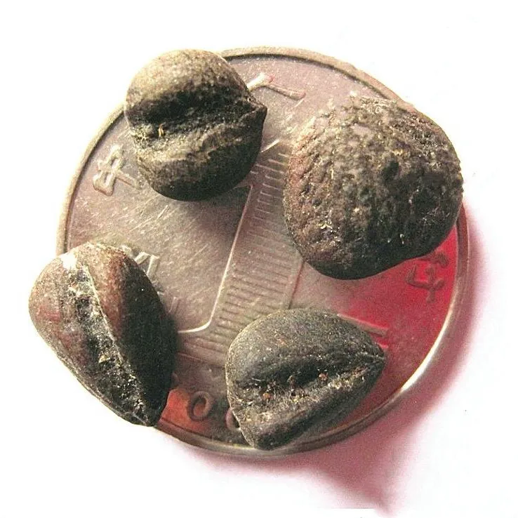 2021 New Improved Herb Seeds Magnolia Officinalis Seeds For Cultivating