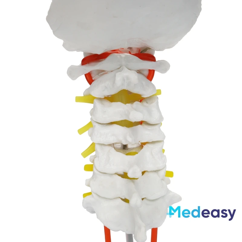 Human Cervical Vertebra Model with Carotid Artery, Cervical Spine Column Model