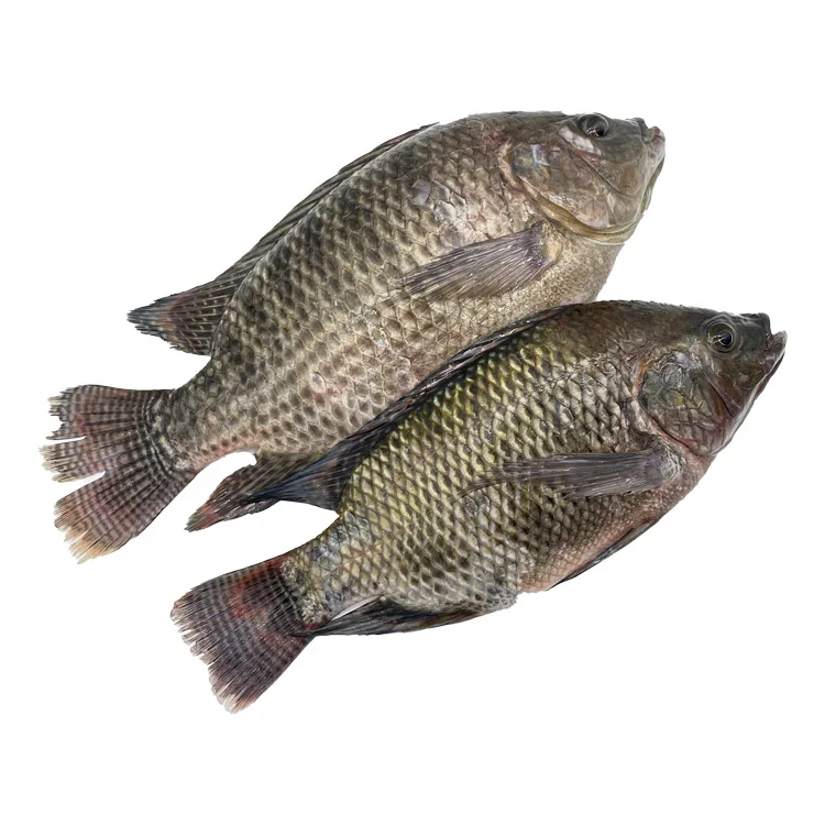 Wholesale Tilapia Fish 500-800G Frozen Tilapia Exporters