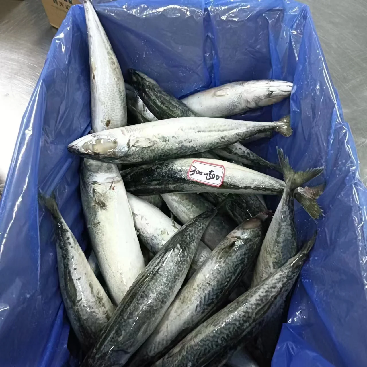 Frozen Pacific Mackerel WR