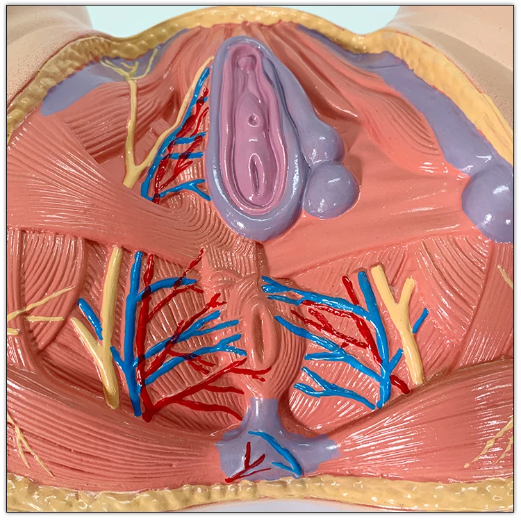 Female Perineum Shallow Muscle Blood Vessels and Nerves Anatomy Model
