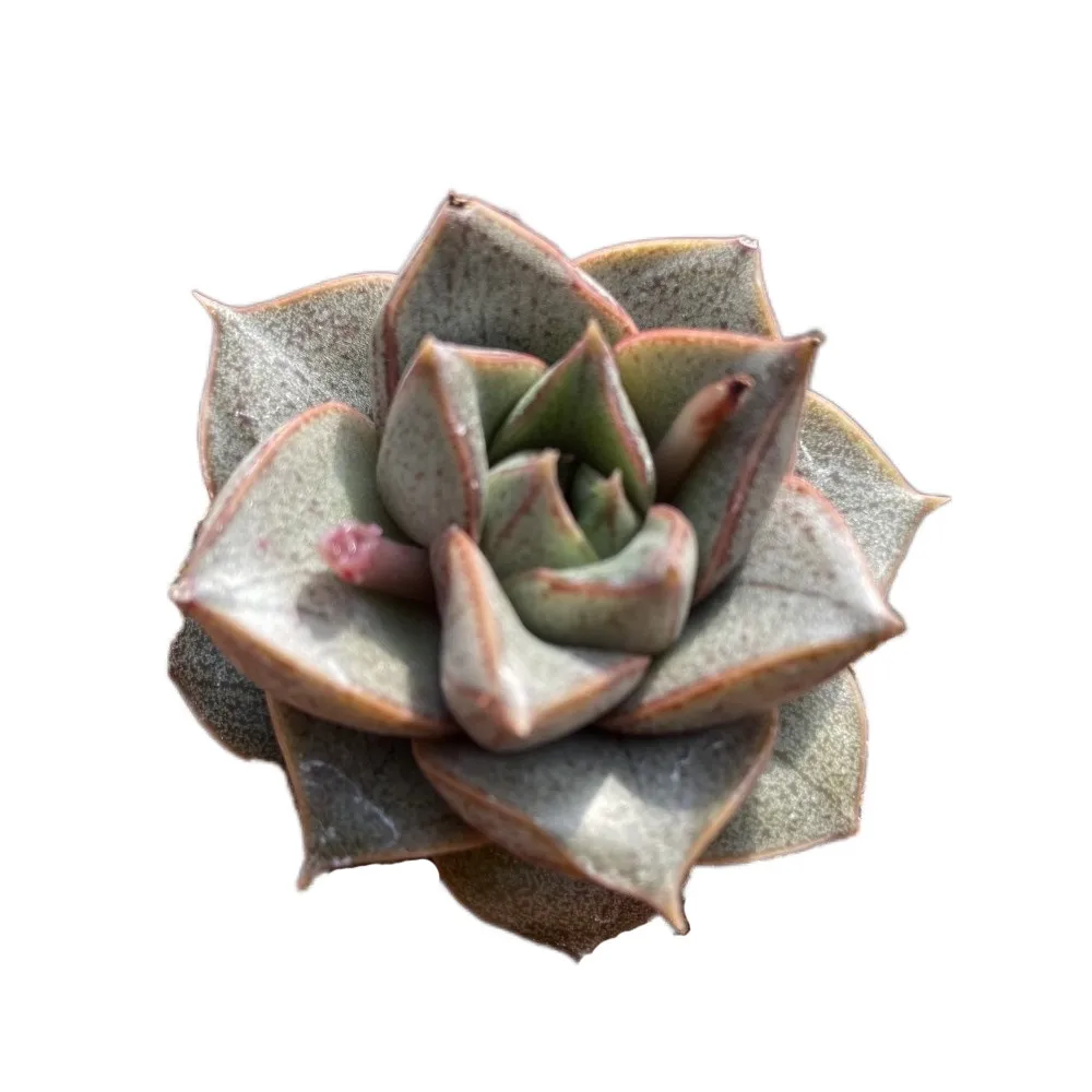 High Quality About7cm Gray Living Plants Hot Sale Colour Succulent Plant Fresh for Ornamental Bonsai Plants